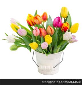 bouquet of multicolored fresh tulip flowers in white pot isolated on white background. bouquet of multicolored tulip flowers in white pot