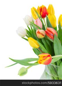 bouquet of multicolored tulip flowers close up isolated on white background
