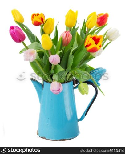 bouquet of multicolored tulip flowers in blue pot isolated on white background