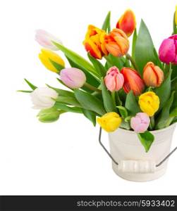 bouquet of multicolored tulip flowers in white pot close up isolated on white background