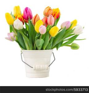 bouquet of multicolored tulip flowers in white pot isolated on white background