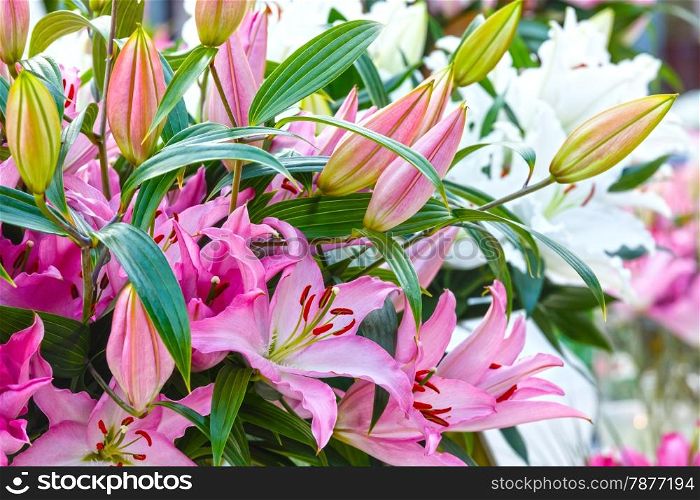 Bouquet of pink Amaryllis Belladonnas flowers (close up).