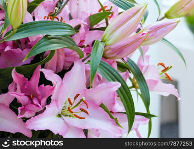 Bouquet of pink Amaryllis Belladonnas flowers (close up).