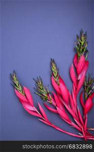 bouquet of pink Billbergia flower on a black background, an empty space at the top