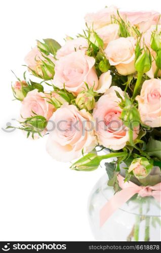 Bouquet of pink blooming fresh roses with buds in glass vase close up isolated on white background. Violet blooming roses