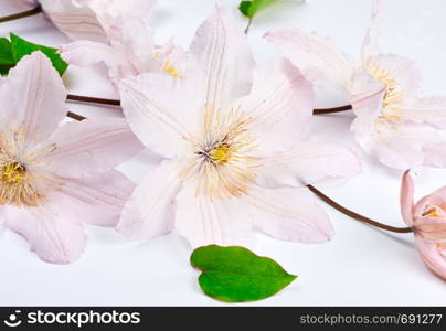 bouquet of pink clematis flowers on white background, close up