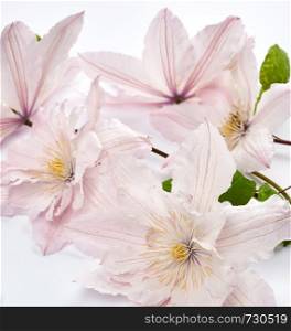 bouquet of pink clematis flowers on white background, close up