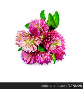 Bouquet of pink clover with green leaves isolated on white background