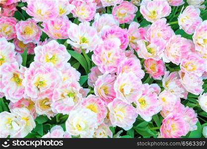 Bouquet of pink flowers tulips as natural texture for background