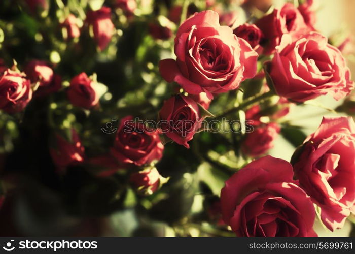 Bouquet of pink roses close up