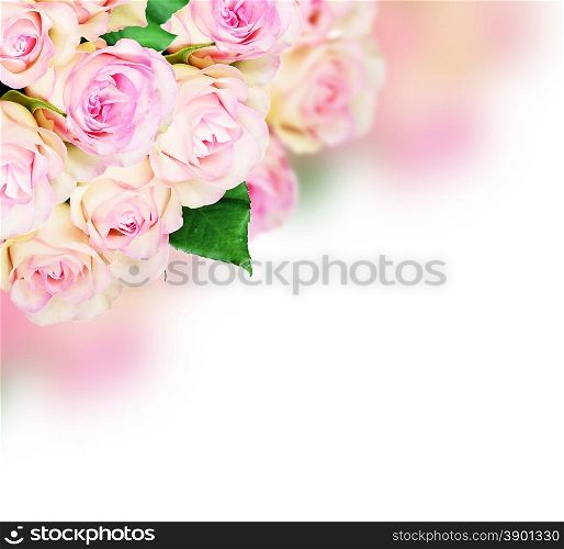 Bouquet of pink roses on pink background