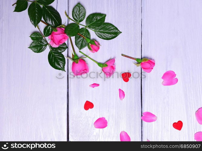 Bouquet of pink roses with petals on a white wooden background. Bouquet of pink roses with petals