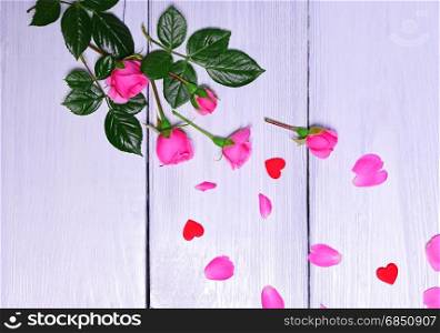 Bouquet of pink roses with petals on a white wooden background. Bouquet of pink roses with petals