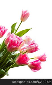 bouquet of pink tulip