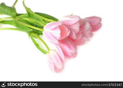 bouquet of pink tulips close up