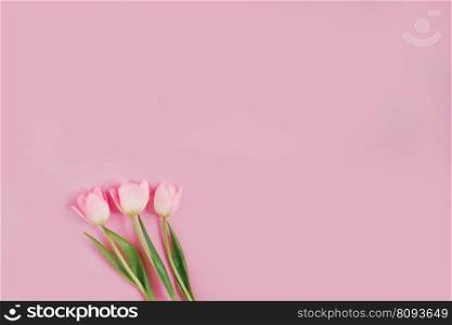 Bouquet of pink tulips on a pastel pink background. Holiday gift, greeting card for Easter, Birthday, Valentine’s Day. Copy space