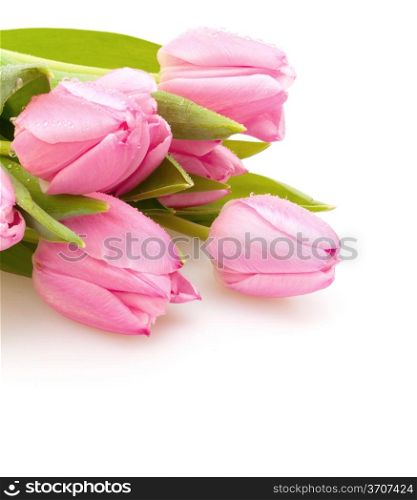 Bouquet of Pink Tulips on White Background