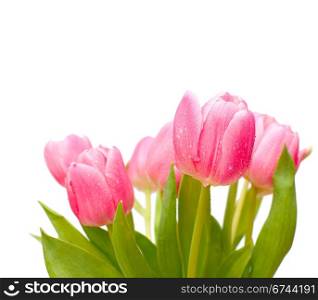Bouquet of Pink Tulips on White Background - Shallow Depth of Field