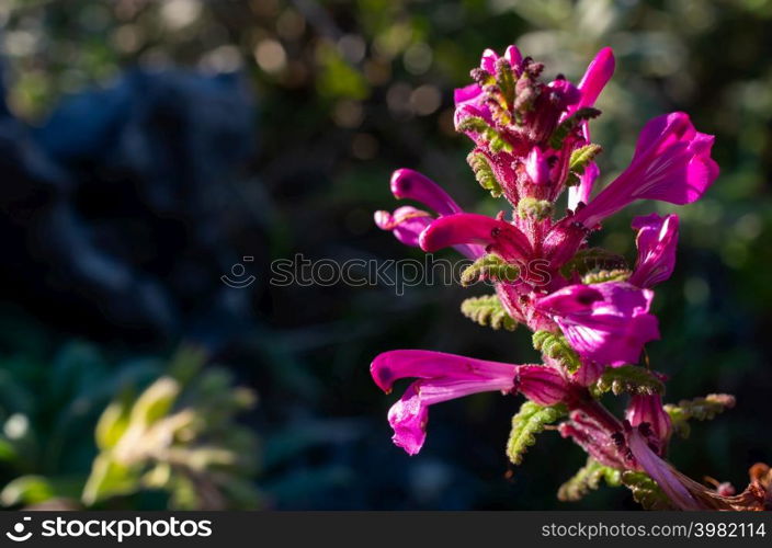 Bouquet of pink wild flowers, Doi Luang Chiang Dao, Chiang Mai, Thailand.. White wild flowers, Doi Luang Chiang Dao,