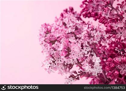 bouquet of purple and pink lilac on a pink background, macro, copy space