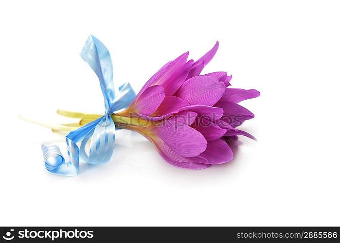 bouquet of purple crocus flower. blossom time