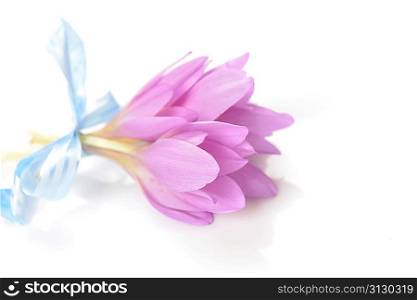 bouquet of purple crocus flower. blossom time
