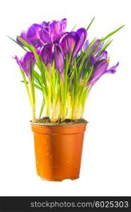 Bouquet of purple flowers isolated on white background. Crocus, irises in the ceramic pot