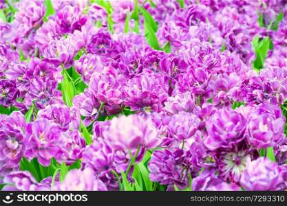 Bouquet of purple flowers tulips as natural texture for background