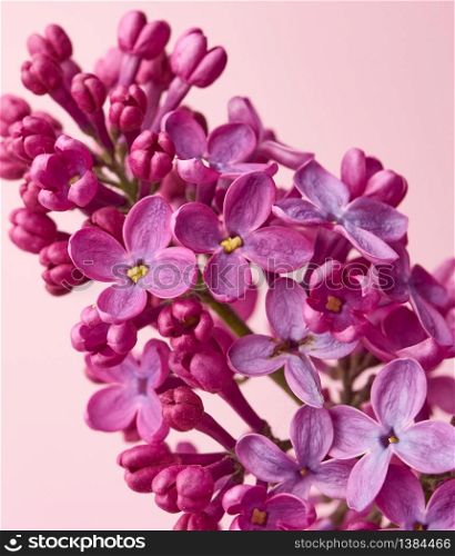 bouquet of purple lilac on a pink background, macro
