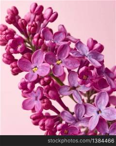 bouquet of purple lilac on a pink background, macro