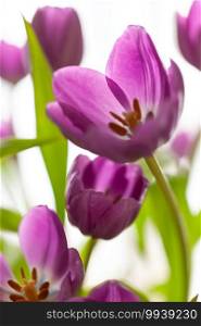 Bouquet of purple tulips on white blurred background. Macro. Close-up. Vertical. Soft selective focus. For greeting card, invitation, social media, flower delivery, Mother"s day, Women"s Day.
