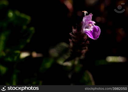 Bouquet of purple wild flowers, Doi Luang Chiang Dao, Chiang Mai, Thailand.. White wild flowers, Doi Luang Chiang Dao,