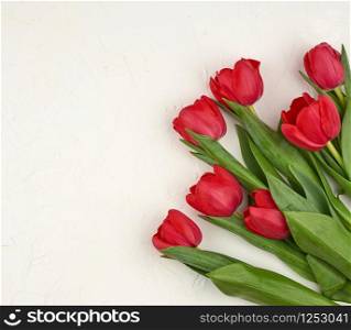 bouquet of red blooming tulips with green stems and leaves on a white cement background. Festive backdrop for birthday, Valentine&rsquo;s day, anniversary