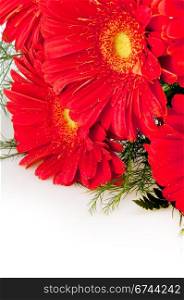 Bouquet of Red Gerbera Daisy Flower on White Background