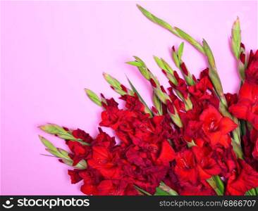 Bouquet of red gladiolus on a pink background