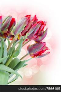 bouquet of red parrot tulips on bokeh background