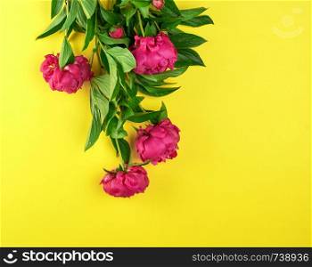 bouquet of red peonies with green leaves on a yellow background, top view, copy space