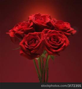 Bouquet of red roses against red background.