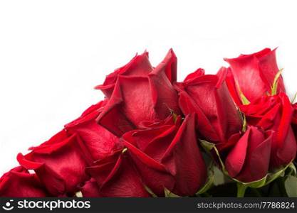 bouquet of red roses around white background