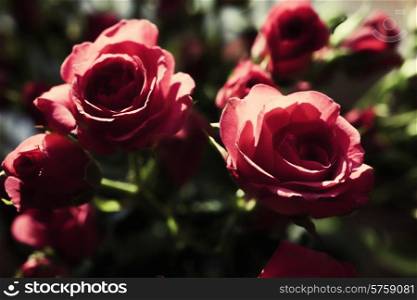 Bouquet of red roses close up