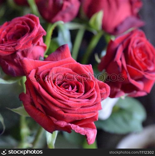 Bouquet of red roses, studio shot. Selective focus. Romance concept.