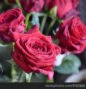 Bouquet of red roses, studio shot. Selective focus. Romance concept.
