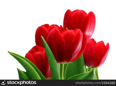 bouquet of red tulips close-up isolated on white