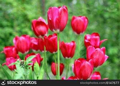 Bouquet of red tulips flowers on a background of green leaves. TulipBouquet of red tulips flowers on a background of green leaves