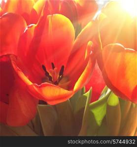Bouquet of red tulips with bright sun