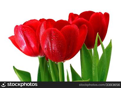 bouquet of red tulips with drops close-up
