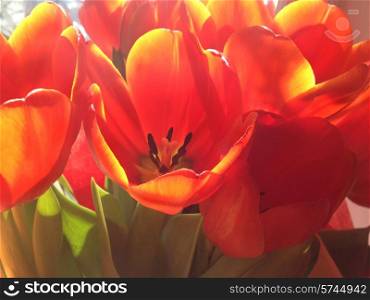 Bouquet of red tulips with green leaves