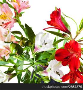 bouquet of red, white, pink fresh alstremeria flowers isolated on white background