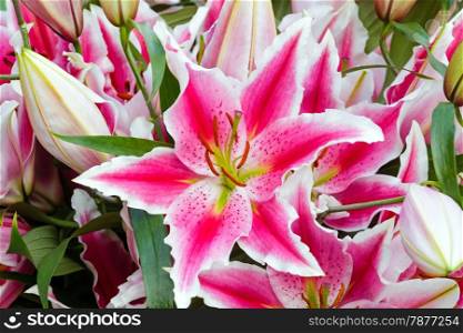 Bouquet of red with white Amaryllis flowers (close up).