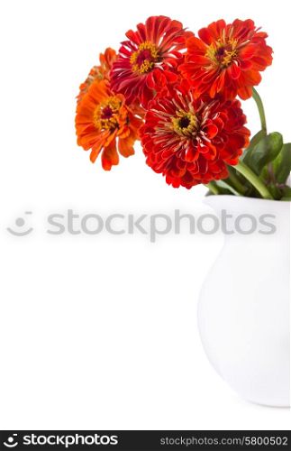 bouquet of red zinnia flowers in a jar on white background